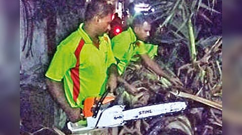 Workers cutting the Palm tree