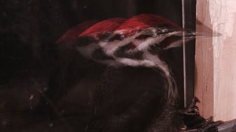 Why woodpeckers don’t mind hitting trees with their faces