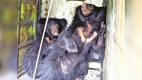 Two bears caught in a cage
