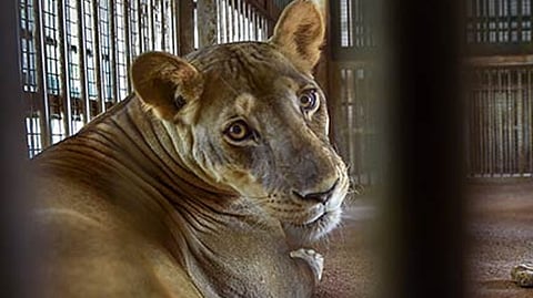 Representative image