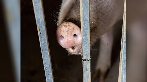 Representative Image