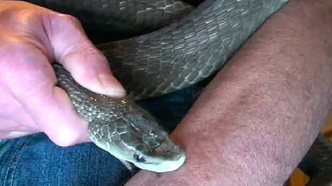 Representative image