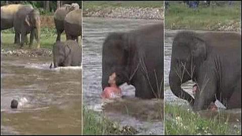 Elephant trying to save drowning man