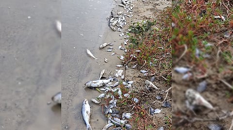 Hundreds of fish found dead at Ennore Creek