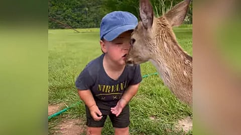 Boy kissing baby deer