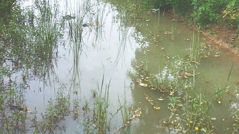 Less flow seen in Naduvikkottai canal even after heavy floods in Cauvery River