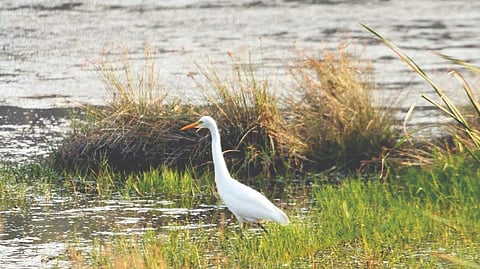 A view of the wetland at Vembanur, which was declared as Ramsar site