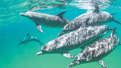 Social butterflies of sea: Dolphins ‘meet cute’ in Bahamas