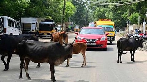 Corpn permission must to shift cattle in Chennai