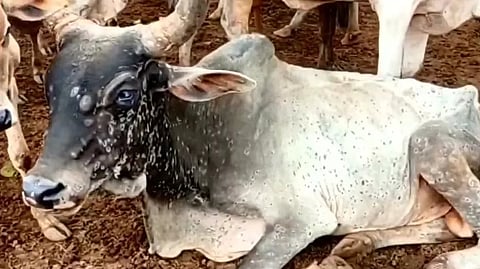 Lumpy skin disease affects over 5,000 cattle in west UP