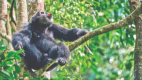 Representative image