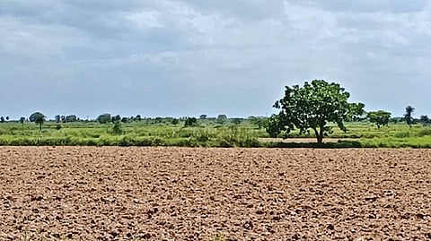 An agricultural field in Parandur that will be taken over for the proposed airport.