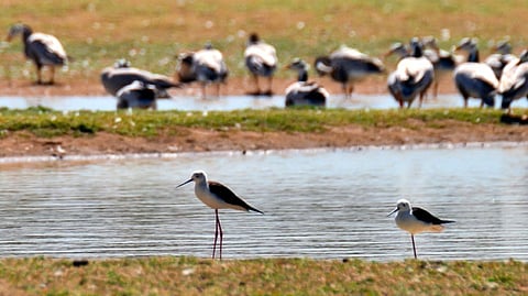 Representative image