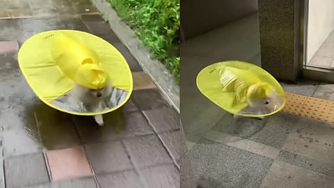 Screengrab from the video