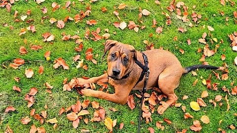 Representative Image