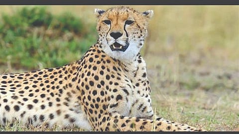 Cheetah unlikely to land in India this month