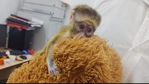 Customs seize rare species of wild animals at Chennai airport