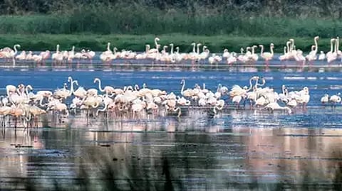 TN first State to have 10 Ramsar sites as 6 more get recognition