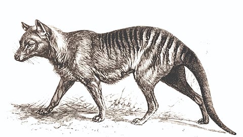 Tasmanian tiger