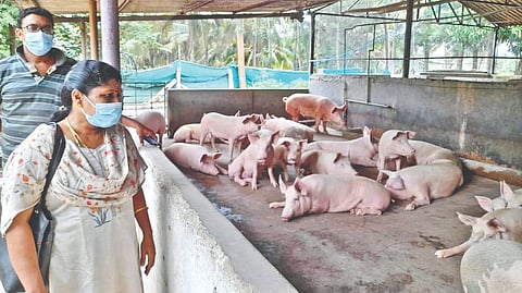 Animal Husbandry officials inspecting a pig farm in Coimbatore on Wednesday