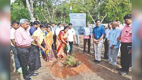 TNAU Vice-Chancellor V Geethalakshmi watering a sapling at Freedom Garden in Coimbatore on Monday.