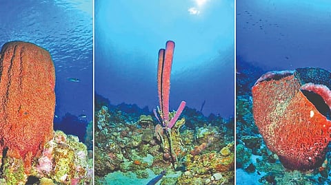 The researchers came across sponges sneezing snot while working on a project investigating the role played by sponges in moving nutrients through a reef ecosystem.