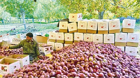 Climate Change: Kashmir’s crucial apple industry at risk