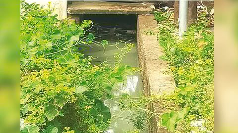 Sewage water stagnating and over grown plantation