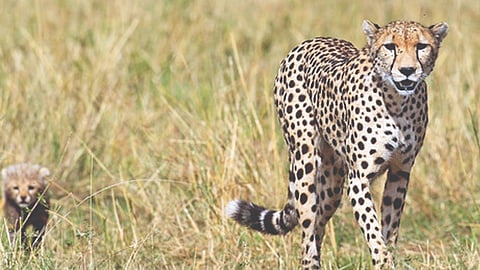 Editorial: Cheetah mission tests resolve