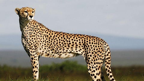 India will have an estimated 21 cheetahs in the wild once the reintroduction takes place successfully.