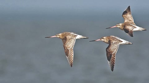 Extended airmiles: The godwit’s long, long non-stop journey