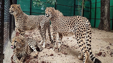 India all set to welcome cheetahs after 7 long decades of extinction