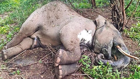 Carcass of the tusker found in Sirumugai Forest Range