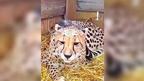 Cheetah brought from Namibia