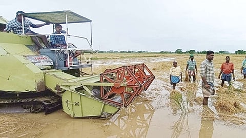 Farmers assessing the condition of submerged paddy which is ready for harvest