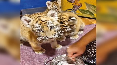 Tiger cubs