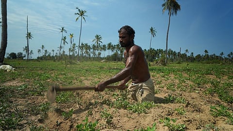 Tamil labourer who lost both his legs digs a spade into farmland he?s rented to plant peanuts