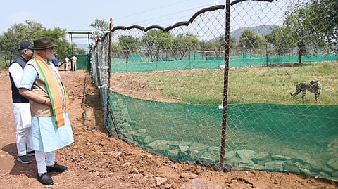 Prime Minister Narendra Modi watching Cheetahs