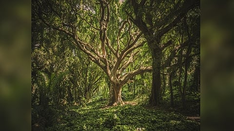 Representative image