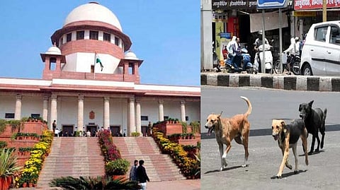 Supreme Court; Stray dogs