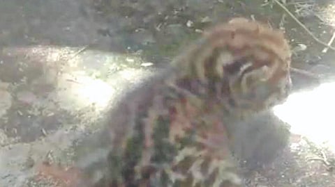 One of the two leopard cubs
spotted at a tea estate in The
Nilgiris on Thursday