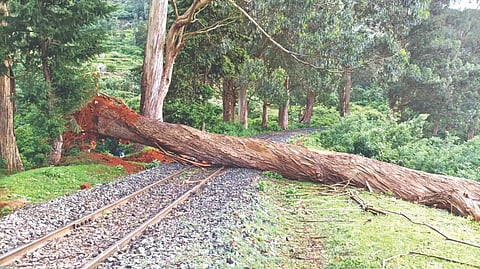 A tree that fell on the train track near Lovedale.