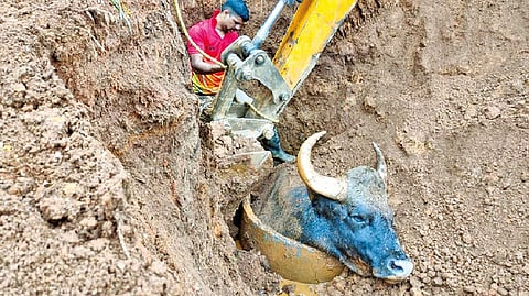 Forest, fire and rescue department officials rescuing the Indian gaur in The Nilgiris on Friday