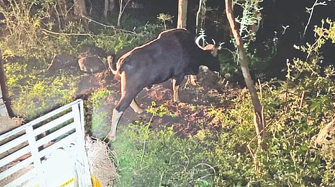 Gaur straying into residential areas tranquilised, shifted to forest
