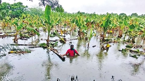 A submerged plantain farm in Thanjavur on Thursday