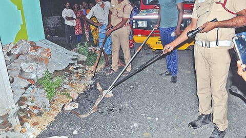 Fire service personnel rescuing the cobra in Tiruvallur on Wednesday