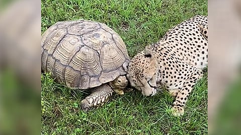 Screengrab from video