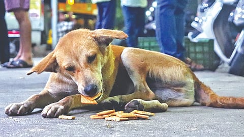 Animal activists claim that the bench did not make oral or written observations.