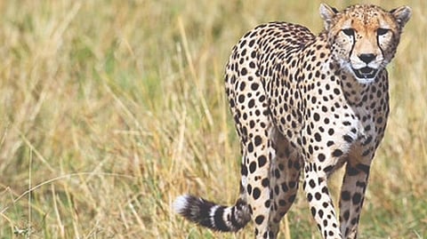 Representative image