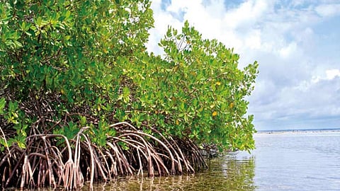 Representative image